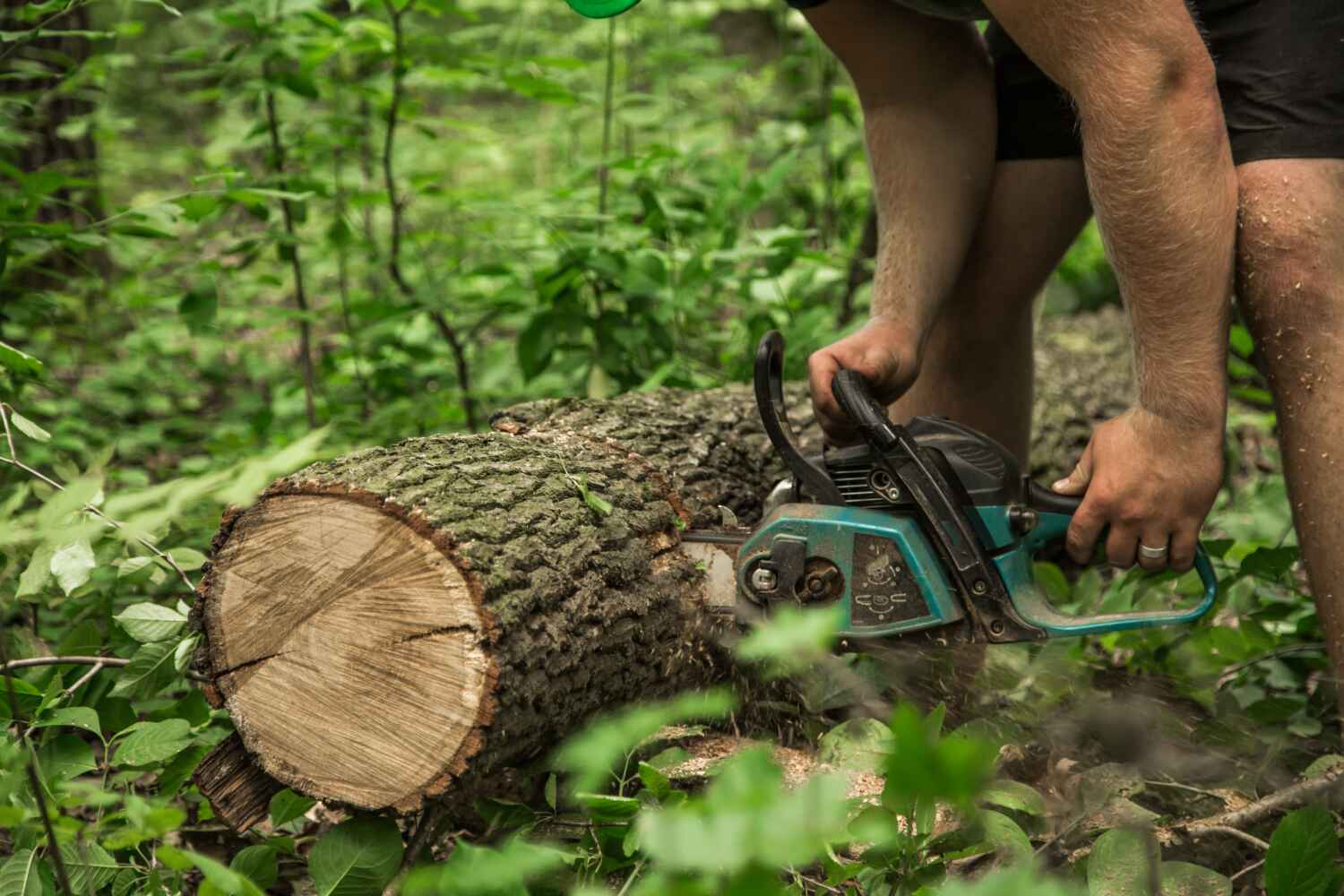 Best Emergency Storm Tree Removal  in Crystal River, FL